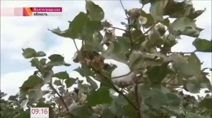 Технологии. Производство ХЛОПКА в мире и в России.
