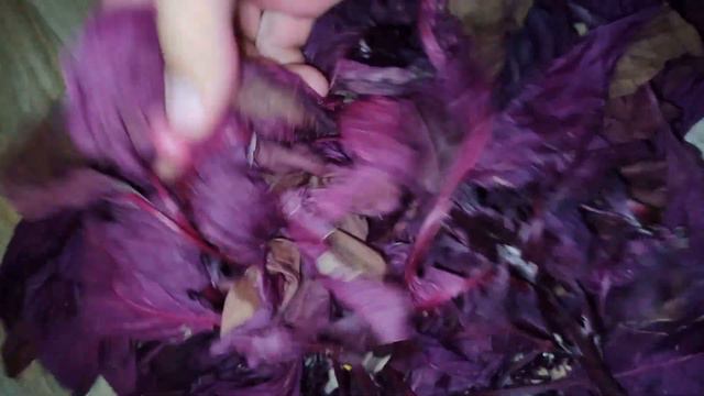 Амарант смотреть онлайн