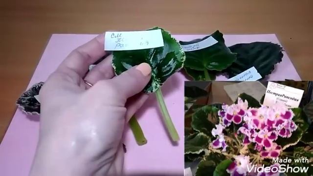 Новые сорта фиалок с выставки смотреть онлайн