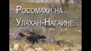 Росомахи на Улахан-Нагаине