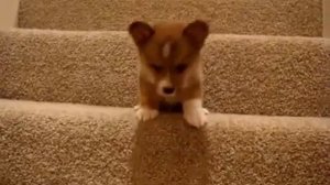 Щенок корги спускается по лестнице