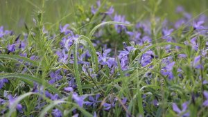 Барвинки и жимолость в цвету. Май