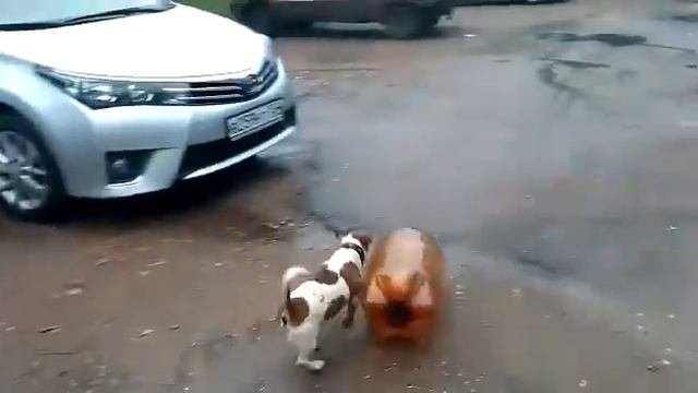 Мем с собакой и кегой видео Мем с собакой и кегой видео