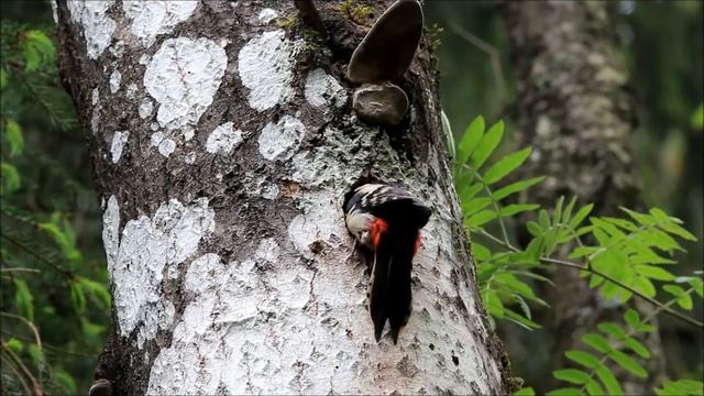 Большой пёстрый дятел (Dendrocopos major) смотреть онлайн