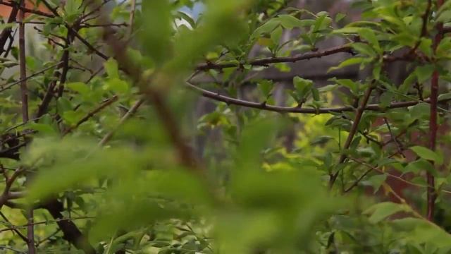 Canon EOS 650D Kit 18 55 IS II video test смотреть онлайн