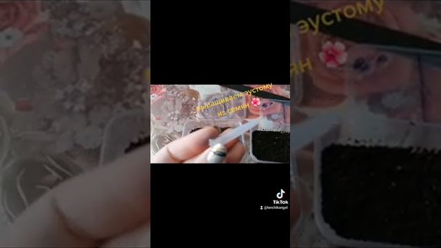 выращивание эустомы из семян смотреть онлайн