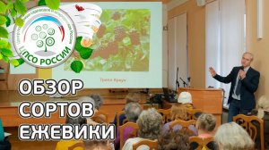 Ежевика - популярные сорта. Обзор сортов Ежевики.