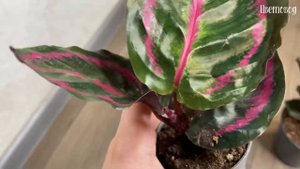 Посылка с калатеями: Орната Сандериана, Розеопикта Кримсон, Розеопикта Дотти.