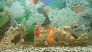 Золотая рыбка телескоп