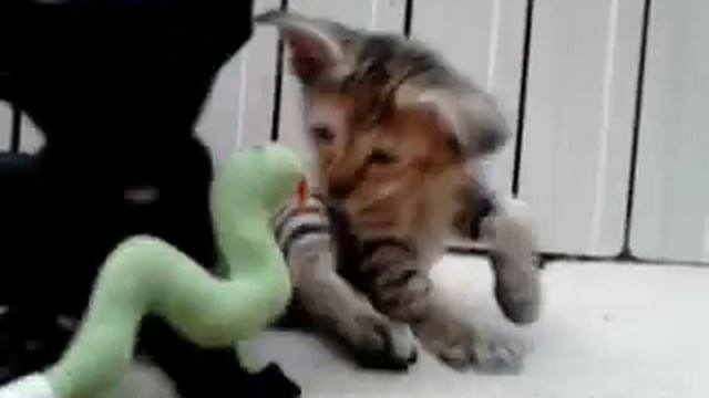ориентальные котята