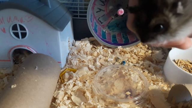 Как определить возраст хомячка смотреть онлайн