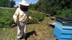 Пасека Лаврова. Убрали нуклеусы и создали из нуклеусов одну большую  пчелосемью.