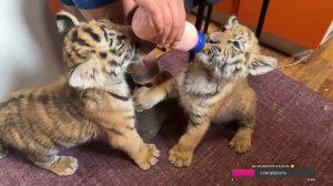 Доброе утро,страна!)