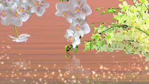 Футаж. Цветы над водой 5