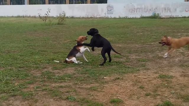 Итальянский Кане-Корсо "Валенте" - 4,5 месяца смотреть онлайн