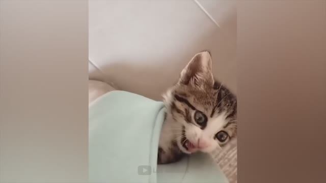 Приколы с котами и собаками #68