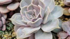 Echeveria Lilacina