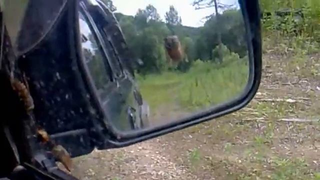 Атака оводов смотреть онлайн