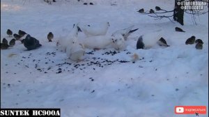 Сравнение качества записи фотоловушек SUNTEK HC900A и BOLYGUARD BG310