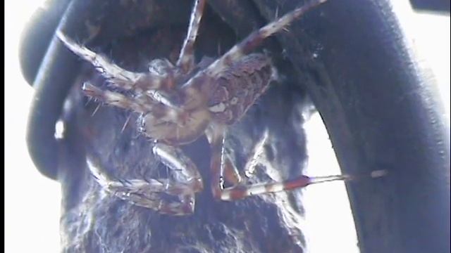 Паук-крестовик самец смотреть онлайн