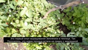 Земляника в теплице, можно уже сажать для раннего урожая