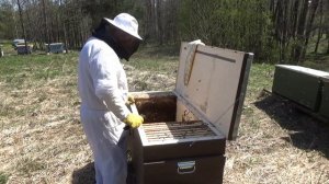 Формирую отводки пчёл в Владимирском улье лежаке методом деления на пол лёта в рамках одного улья.