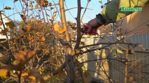 Как правильно обрезать яблони?! Очень подробное видео!!!