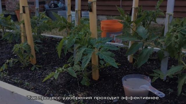 Как подкормить помидоры борной кислотой, йодом и золой: готовим раствор и вносим его правильно