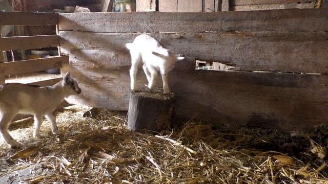 Козлята тоже дети смотреть онлайн