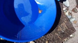 Мини-вашгерд. 5 лотков за 2 мин.  Искать золото за грамм. Search for Gold. Prospect for gold