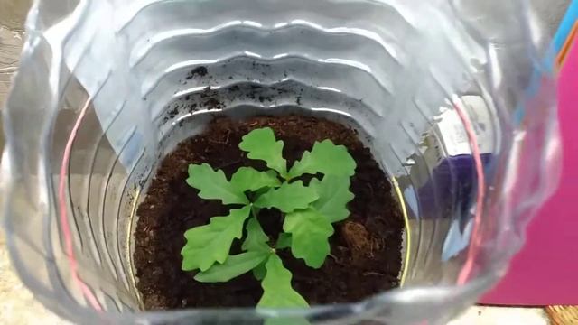 Пирамидальный воронежский дуб из желудя. ч1. смотреть онлайн