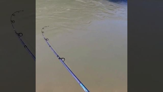 Рыба. Усач. #shorts смотреть онлайн