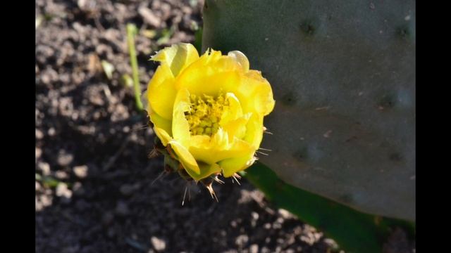 Rivera's Garden Prickly pear Flower Flor de Nopal Tuna Chumbera Opuntia ficus-indica смотреть онлайн
