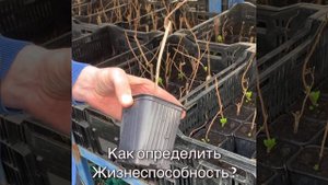 Как определить хороший ли саженец?