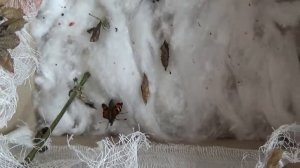 Метаморфоз Крапивницы (Aglais urticae). Часть 6