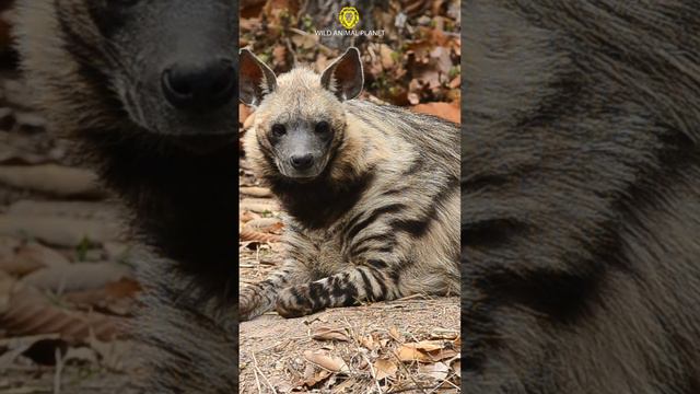 Did you know there are four species of hyena? смотреть онлайн
