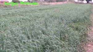 ➤СИДЕРАТЫ. ПОСЕВ, ПОЛИВ, ЗАДЕЛКА.