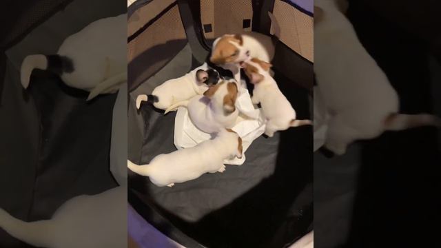 Puppies playing  at  1 am !#jackrussel#puppies