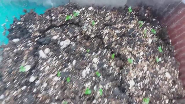 Лобелия посев 4 февраля, всходы и пикировка. смотреть онлайн