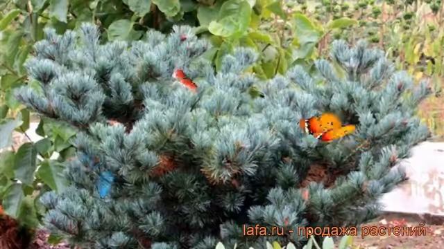 Сосна парвифлора Негиши (pinus negishi) ? сосна Негиши обзор: как сажать саженцы сосны Негиши смотреть онлайн