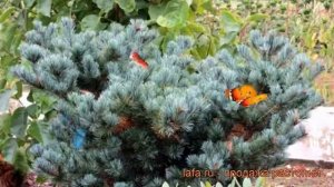 Сосна парвифлора Негиши (pinus negishi) ? сосна Негиши обзор: как сажать саженцы сосны Негиши