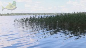 Как наловить много щуки в жару?  Как ведет себя щука летом в жару, где стоит и  на что клюет?