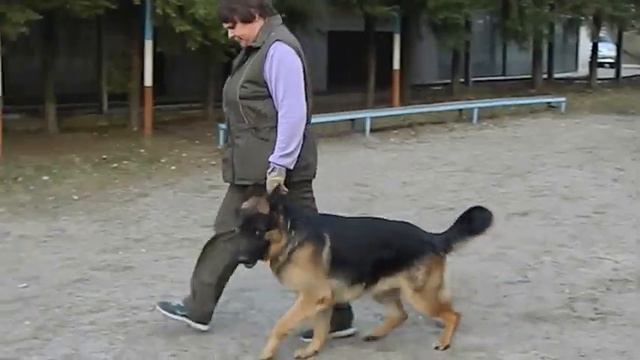 Пришвин, фактор и лобовая тренинг смотреть онлайн