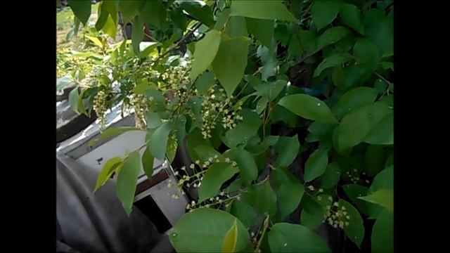 Красная черёмуха из косточки смотреть онлайн