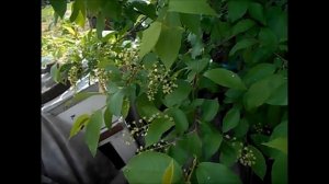 Красная черёмуха из косточки