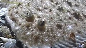 © Sand sole / Рыбы Чёрного моря. Морской язык Pegusa lascaris 1