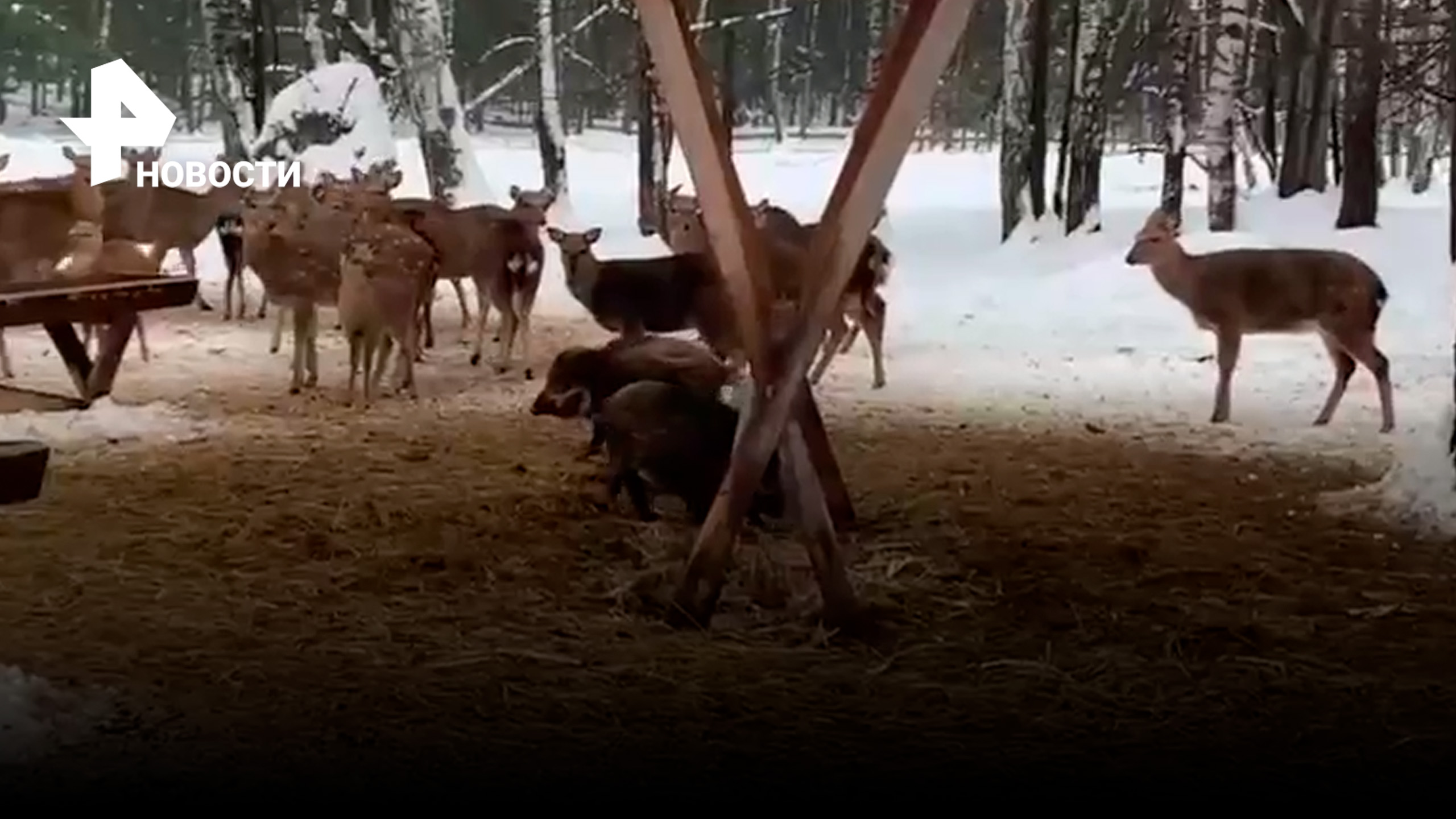 Злые кабаны гоняют оленей и съедают всю еду сами / РЕН Новости