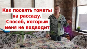 Все о рассаде томатов: как сеять, как правильно ухаживать в первые дни