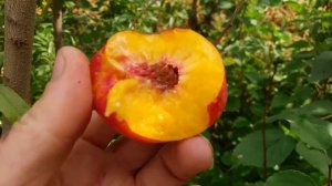 Сеянец нектарина плодоношение на 3 год.