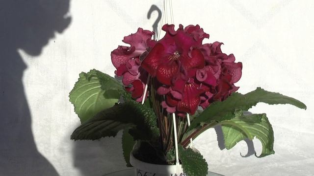 Стрептокарпус DS-1563 смотреть онлайн